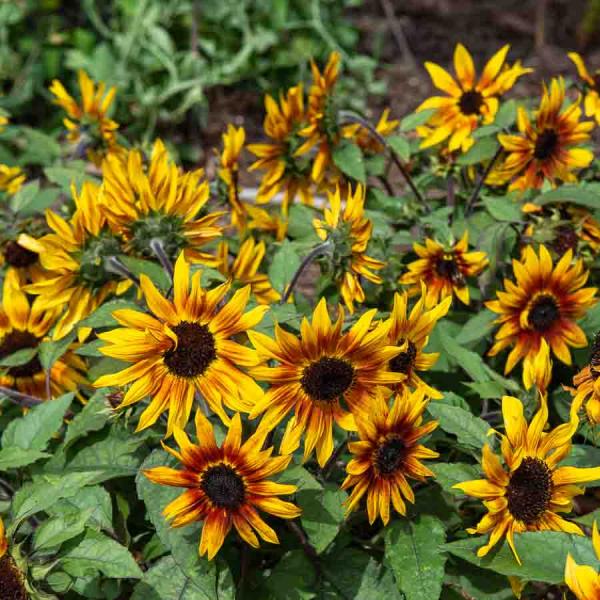 Fleurs - Tournesol Suntastic HF1 - Graines d'Exception - face recto